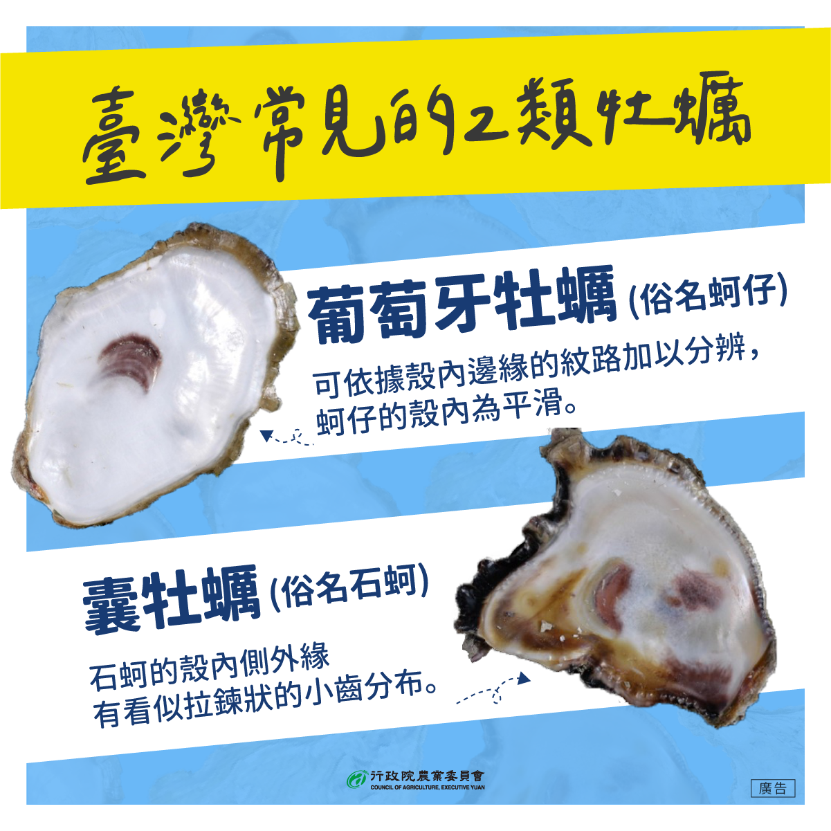 台灣常見牡蠣品種