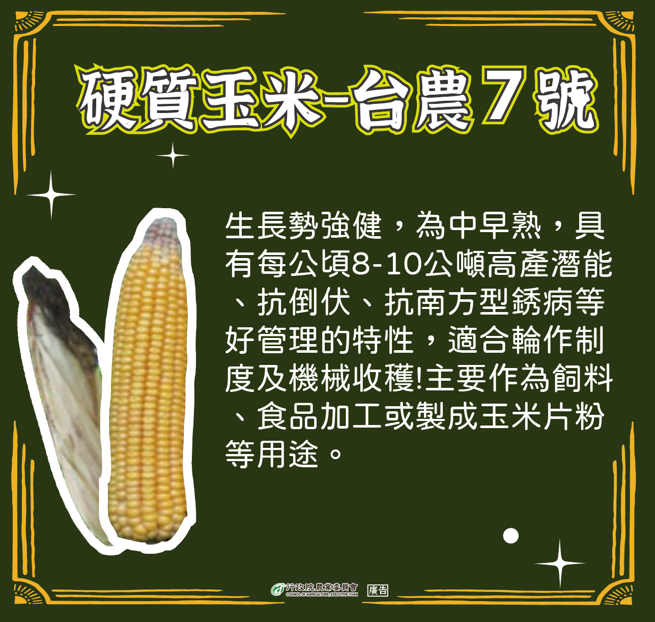 硬質玉米-台農7號