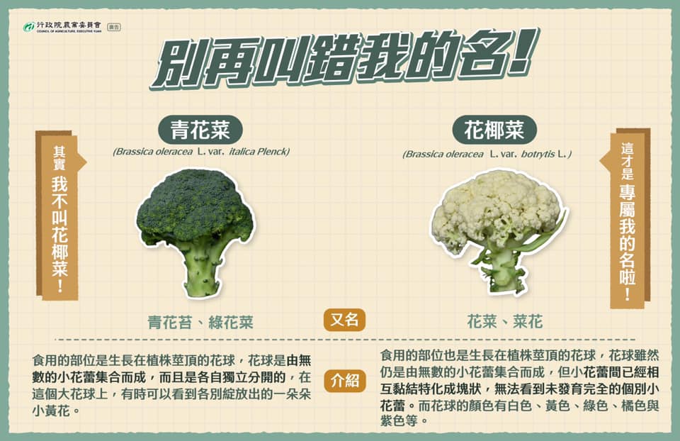 青花菜與花椰菜差異