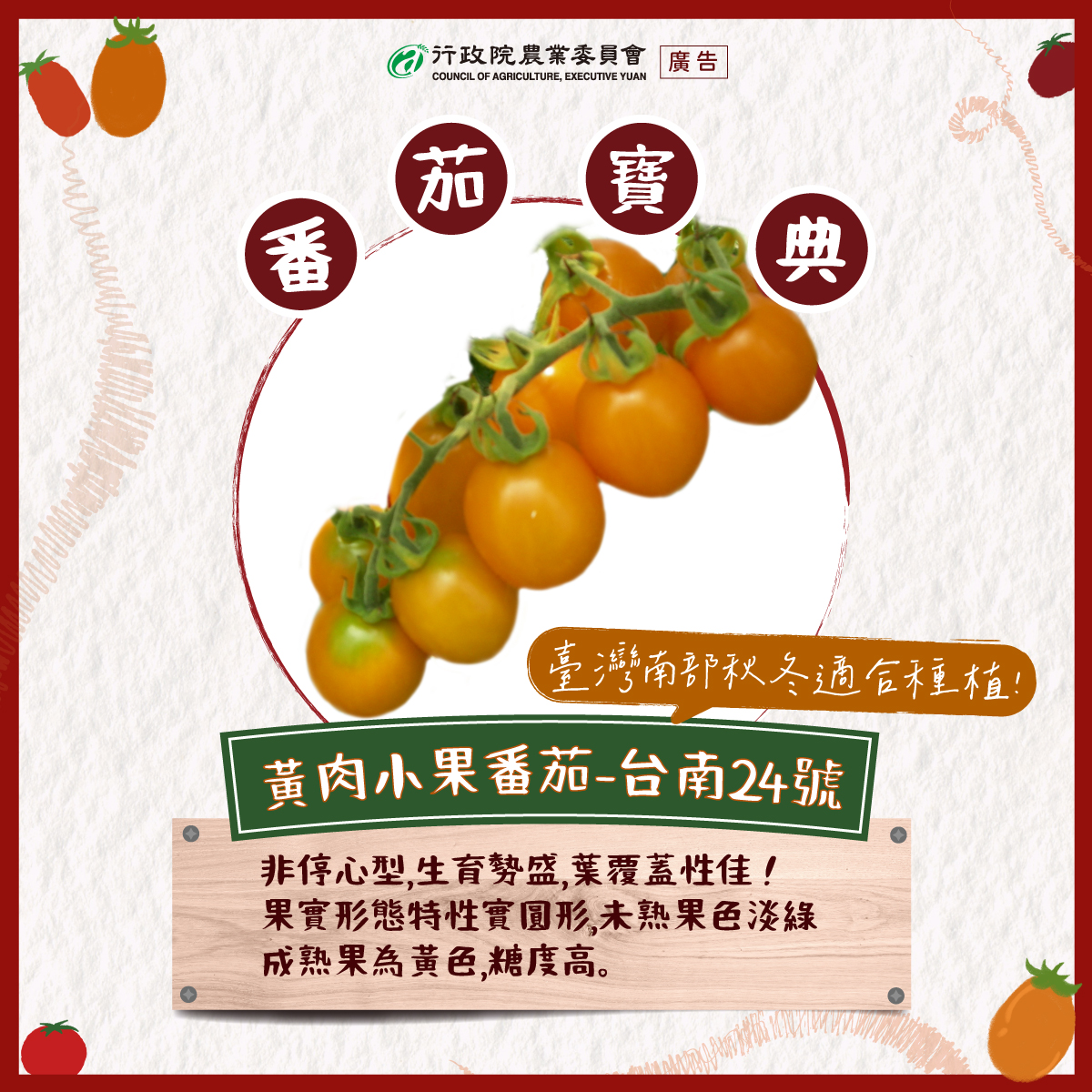 8.黃肉小果番茄-台南24號